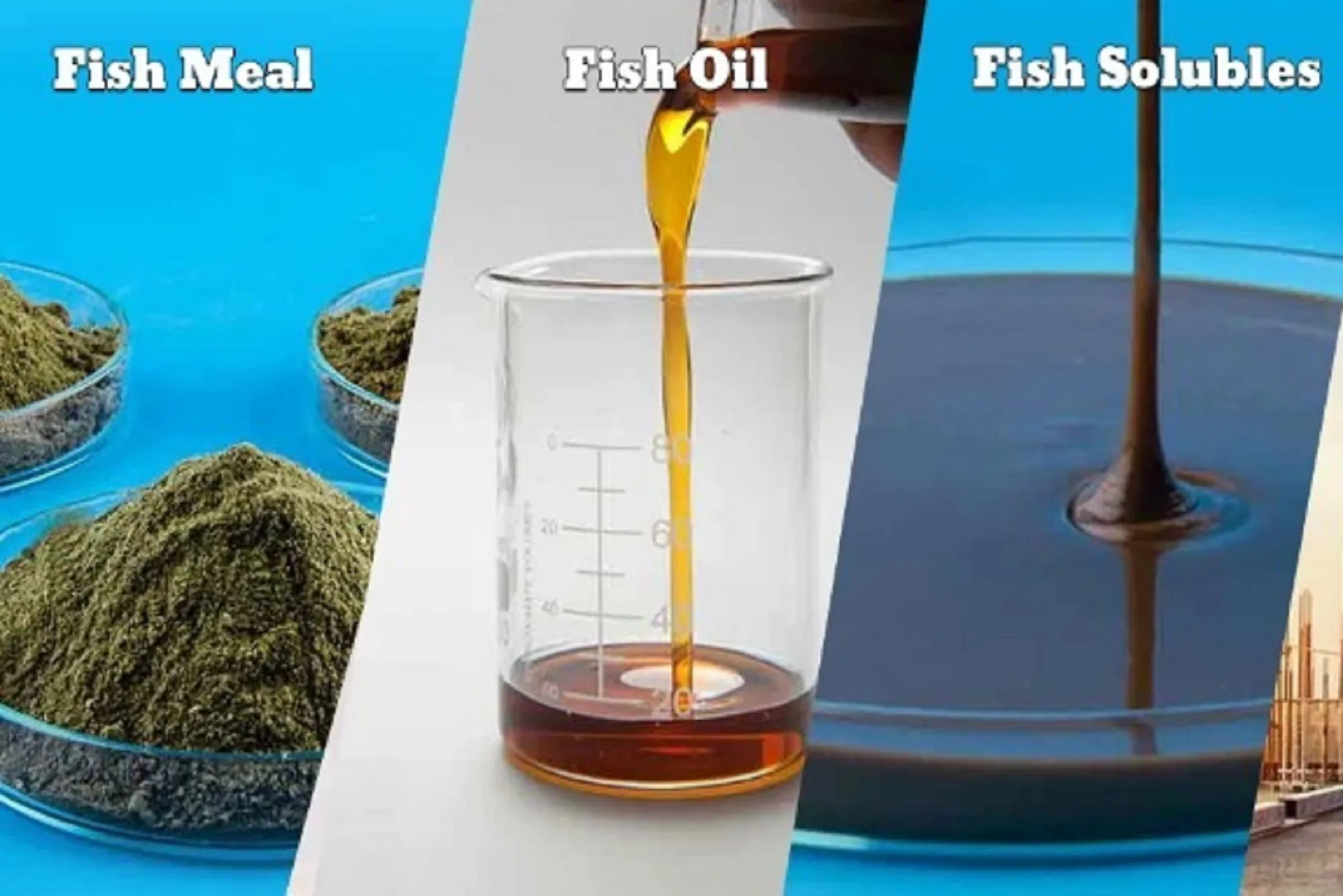 Nutrition with Premium Fish Meal Solutions