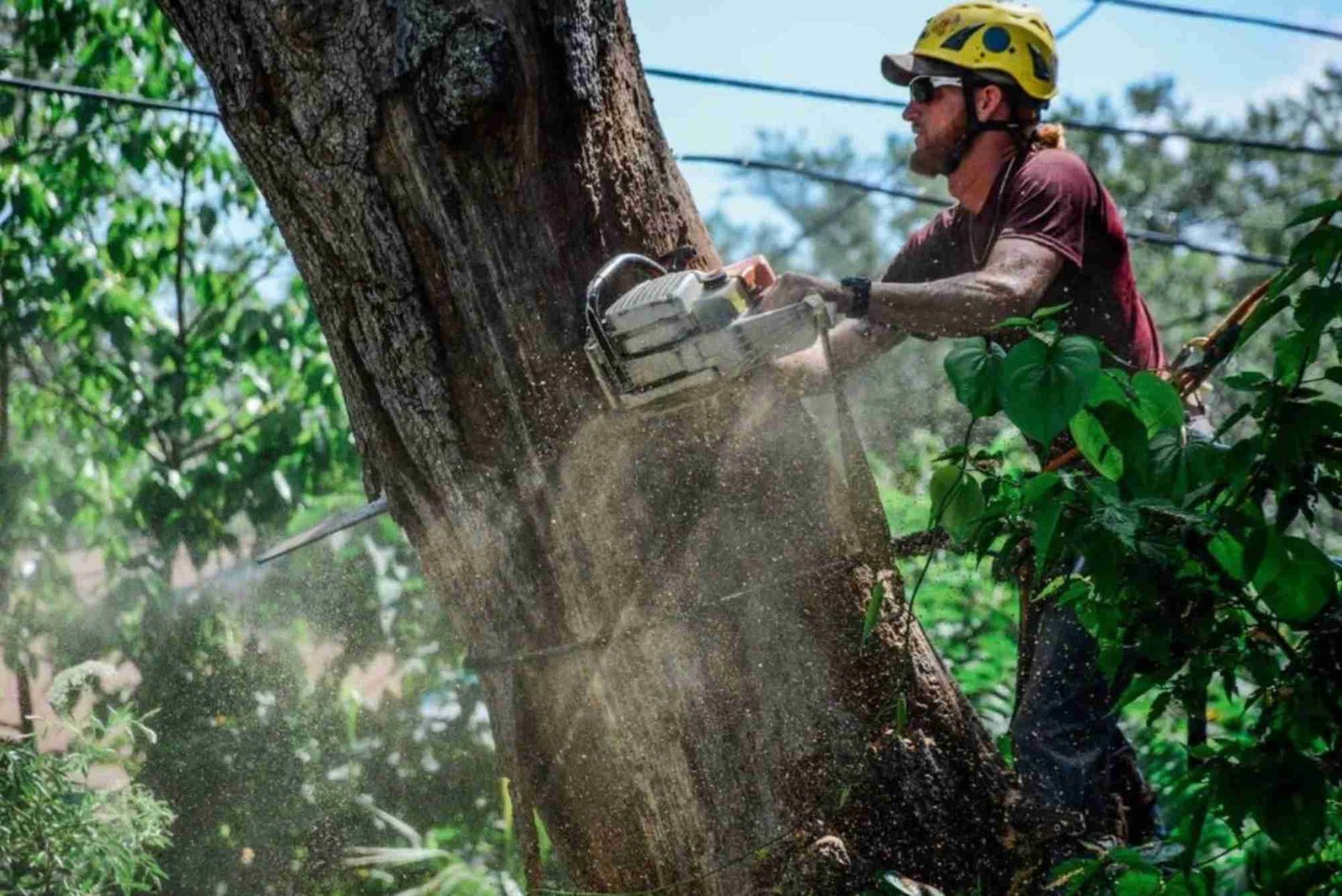 Tree Service in La Grange, IL